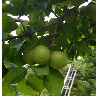 梅　無農薬薬　大きばらつき　1Kg