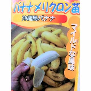 沖縄　島バナナ　メリクロン　苗　果樹植物