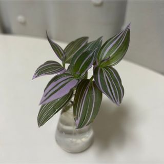 観葉植物 トラディスカンチア　  ラベンダー  発根済 苗 (その他)