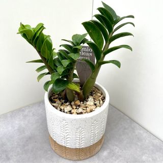 ザミオクルカス　ゼンジー【現品】☆希少☆ 観葉植物　陶器鉢(その他)