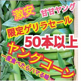 F120 山梨県産　ヤングコーン　ベビーコーン　50本以上　　とうもろこし(野菜)