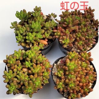 多肉植物　虹の玉　カット苗１０本(その他)