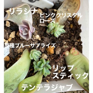 多肉植物　G リラシナ　リップスティック　ピンククリスタルローズ
