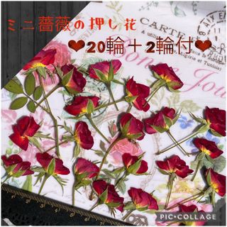 増量サービス中！★ミニ薔薇の押し花20輪＋2輪増量中！＋蕾4個付★ヘアアクセ等に