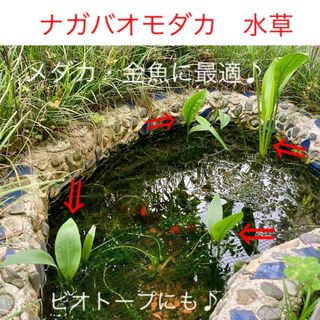 ナガバオモダカ苗　水草　アクアリウム　ビオトープ　メダカ・金魚・エビに　水生植物