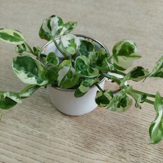 観葉植物　ポトス　エンジョイ　カット苗