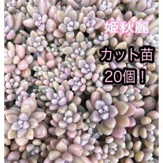 多肉植物☆姫秋麗☆カット苗☆20個！ 