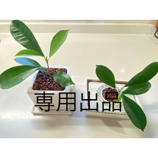 お茶セット(茶)