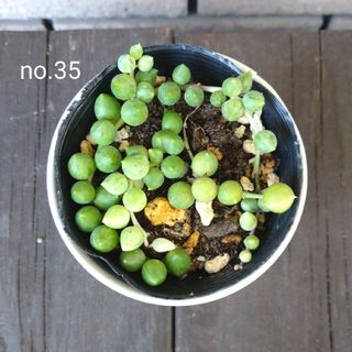 no.35多肉植物エンジェルティアーズ錦抜き苗(その他)