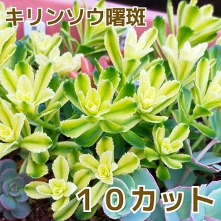 キリンソウ　曙斑　多肉植物　カット苗(その他)