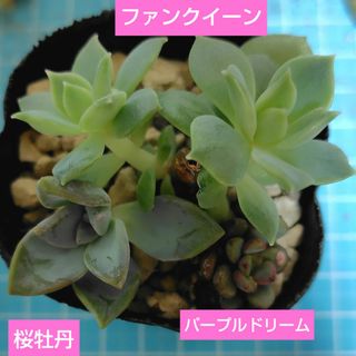 【多肉植物】ファンクイーン、パープルドリーム、桜牡丹(その他)