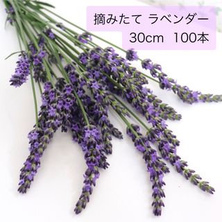 ラベンダー 摘みたて 生花 100本 30cm(その他)