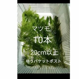 マツモ　水草　メダカ金魚藻　10本　無農薬　20cm以上