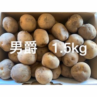 男爵　新じゃがいも　小粒　1.5kg 以上