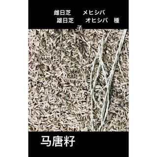 岐阜産、　雌日芝　　メヒシバ、雄日芝、オヒシバ　種子 コーヒーのスプン1杯分(プランター)