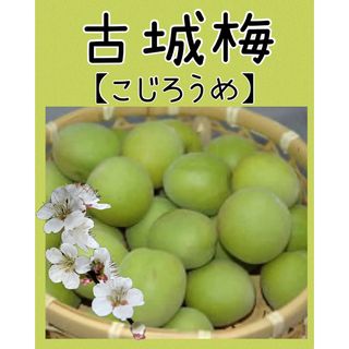 青梅  古城梅［低農薬 約5kg  ご家庭用】(フルーツ)