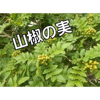 数量限定！！令和５年度　朝倉山椒の実　100グラム(その他)