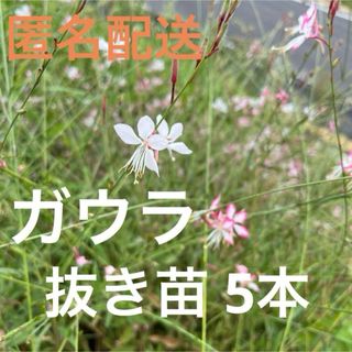 ガウラ 抜き苗 5本 匿名配送