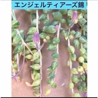 多肉植物 エンジェルティアーズ錦 斑入りピーチネックレス カット苗15cmカット