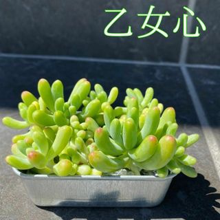 乙女心 寄せ植え　セダム　切苗　カット苗　つぶつぶ　多肉植物　観葉植物　多肉丼(その他)