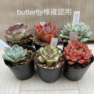 多肉植物　６点butterfjy様確認用(その他)