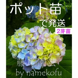 【ポットで発送】紫陽花 2023年挿し木苗(２芽株)　1ポット(その他)