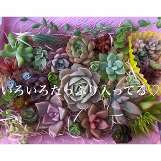 セール中♡多肉植物(カット苗) カラフルなセット♪ このままお届け♡クララ