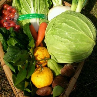 ☆どっさり120サイズ☆岡山産 新鮮野菜(野菜)