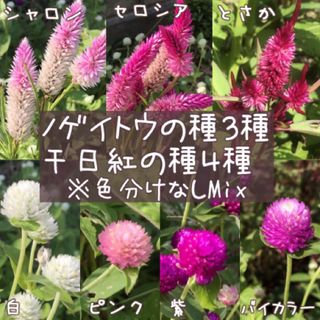 ノゲイトウ（ケイトウ）、千日紅の種   MIX(その他)