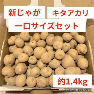 新じゃがいも　キタアカリ　約1.4kg