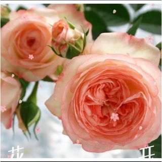 ミニ薔薇　1苗 バラ売り【中大輪】ラブリーモア　微香