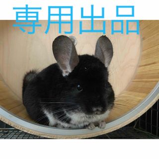 ♡恋♡様専用出品 小動物用乾燥おやつセット(小動物)