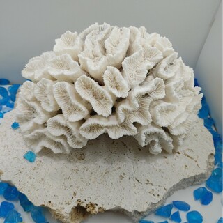 サンゴ04　#珊瑚