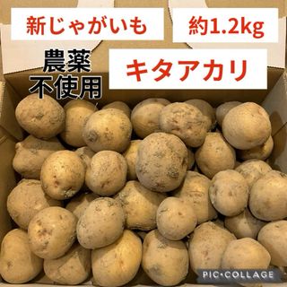 新じゃがいも　キタアカリ　約1.2kg(野菜)