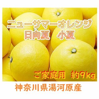 小夏 日向夏 ご家庭用約9kg ニューサマーオレンジ 訳あり🉐湯河原産🍊数限(フルーツ)