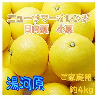 小夏 日向夏 ご家庭用約4kg ニューサマーオレンジ 訳あり🉐湯河原産🍊数限(フルーツ)