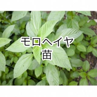 ◎無農薬◎ モロヘイヤ苗4本+オマケ