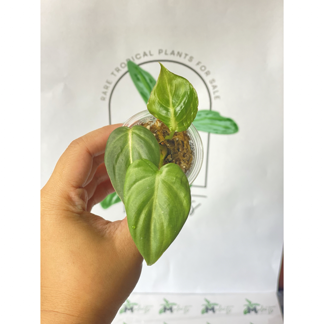 フィロデンドロン グロリオサム インテリア/住まい/日用品のインテリア/住まい/日用品 その他(その他)の商品写真
