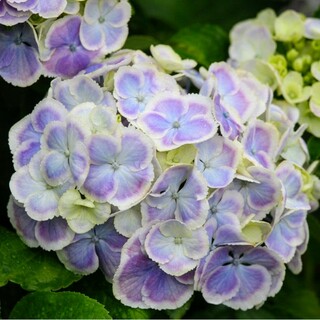 激レア☆色合いがとても素敵な紫陽花の挿し穂２本セット＋おまけ