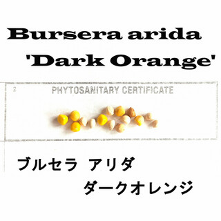 希少 1月入荷 10粒 ブルセラ アリダ ダークオレンジ ARIDA 種子 種