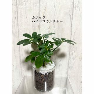 カポック　ハイドロカルチャー　観葉植物