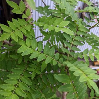 1.岡山県産  山椒の葉  300枚  ネコポス箱満タン  農薬不使用(野菜)