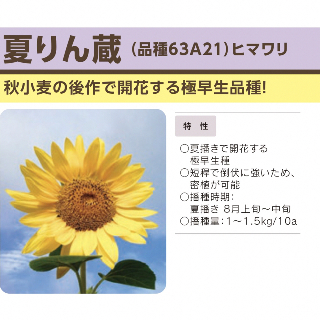 花の種 ひまわり 夏りん蔵約30粒 ハンドメイドの素材/材料(各種パーツ)の商品写真