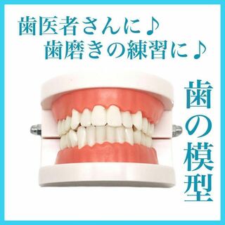 歯列模型 歯模型 歯の模型 歯磨き指導 はみがき練習 歯医者 練習 歯医者さん(その他)