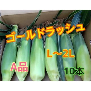 初物　収穫日即日発送　朝採りゴールドラッシュ　A品　とうもろこし10本 L〜2L(野菜)