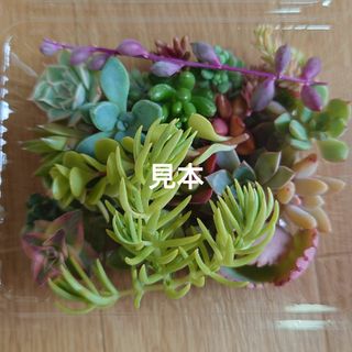 多肉植物  カット苗  MIXセット(8種類以上)