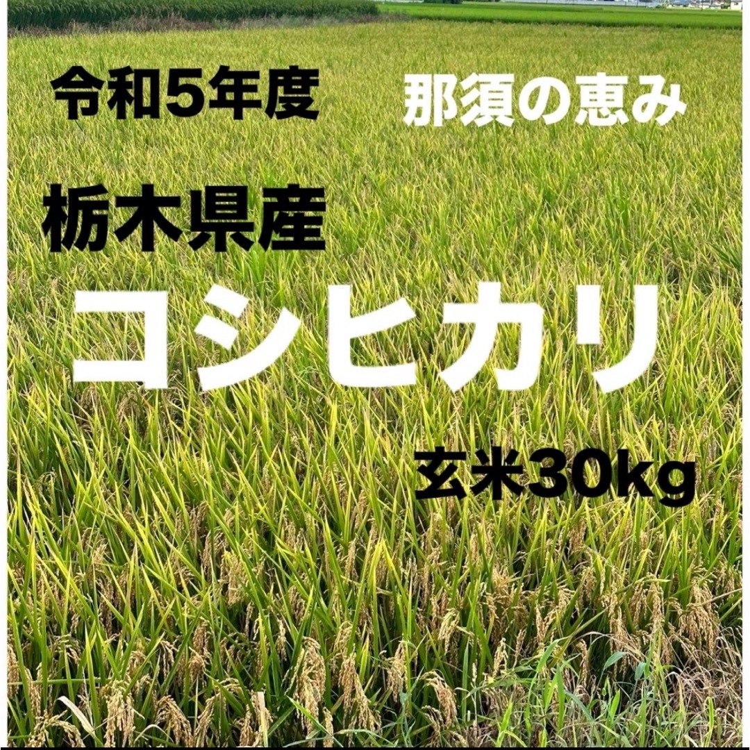 令和5年度 栃木県産 コシヒカリ 30キロ 玄米 白米 産地直送安心米 令和5年度 栃木県産 コシヒカリ 30キロ 玄米 白米 産地直送安心米
