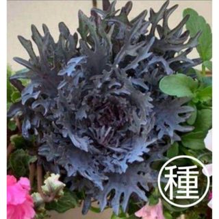 葉牡丹パープルステン　種(その他)
