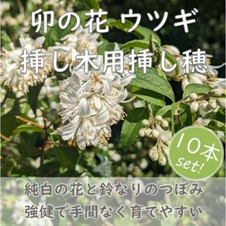 ウノハナ ウツギ 挿し木用の挿し穂10本 純白の卯の花(その他)