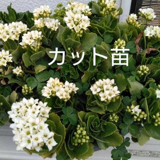 カランコエ(白い花が咲く)　カット苗　2本　300円〜　多肉植物(その他)